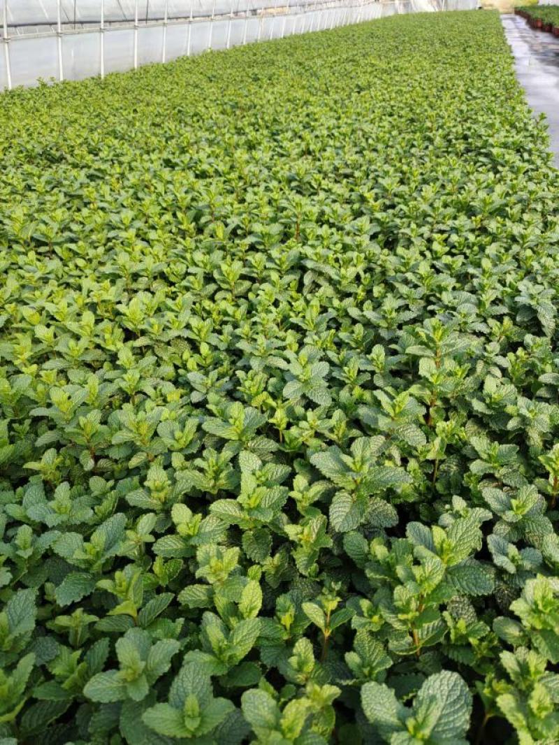 薄荷#香草植物药食同源