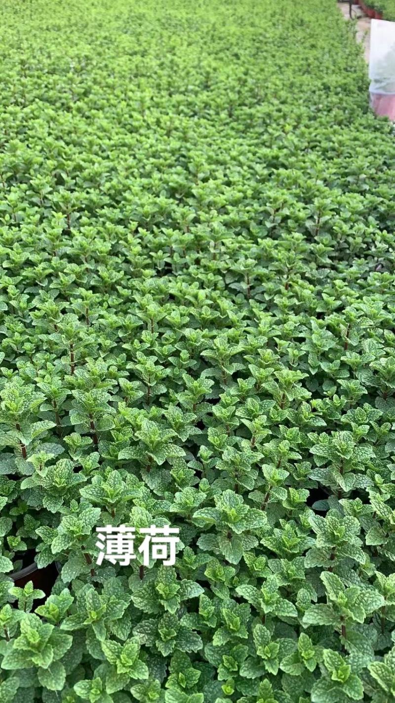 薄荷#香草植物药食同源