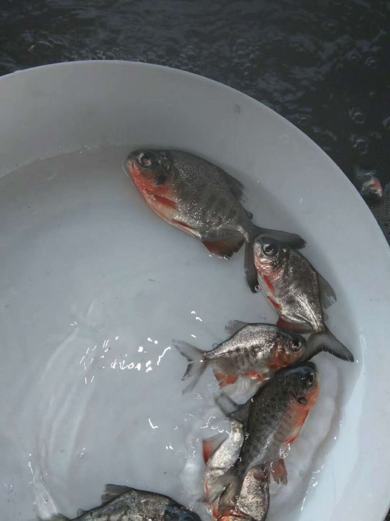 水产淡水鱼，优质白鲳鱼苗，货源充足，产地直销，全国发货。