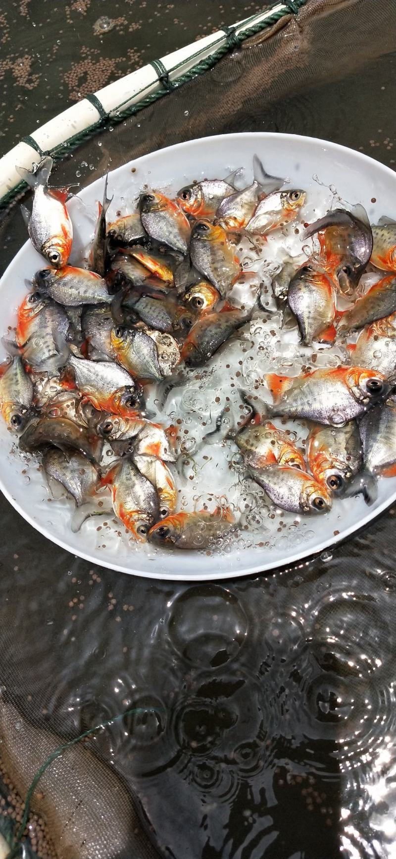 水产淡水鱼，优质白鲳鱼苗，货源充足，产地直销，全国发货。
