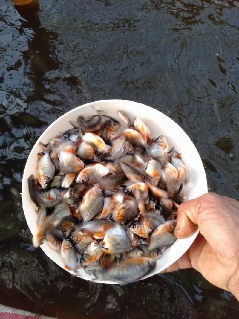 水产淡水鱼，优质白鲳鱼苗，货源充足，产地直销，全国发货。