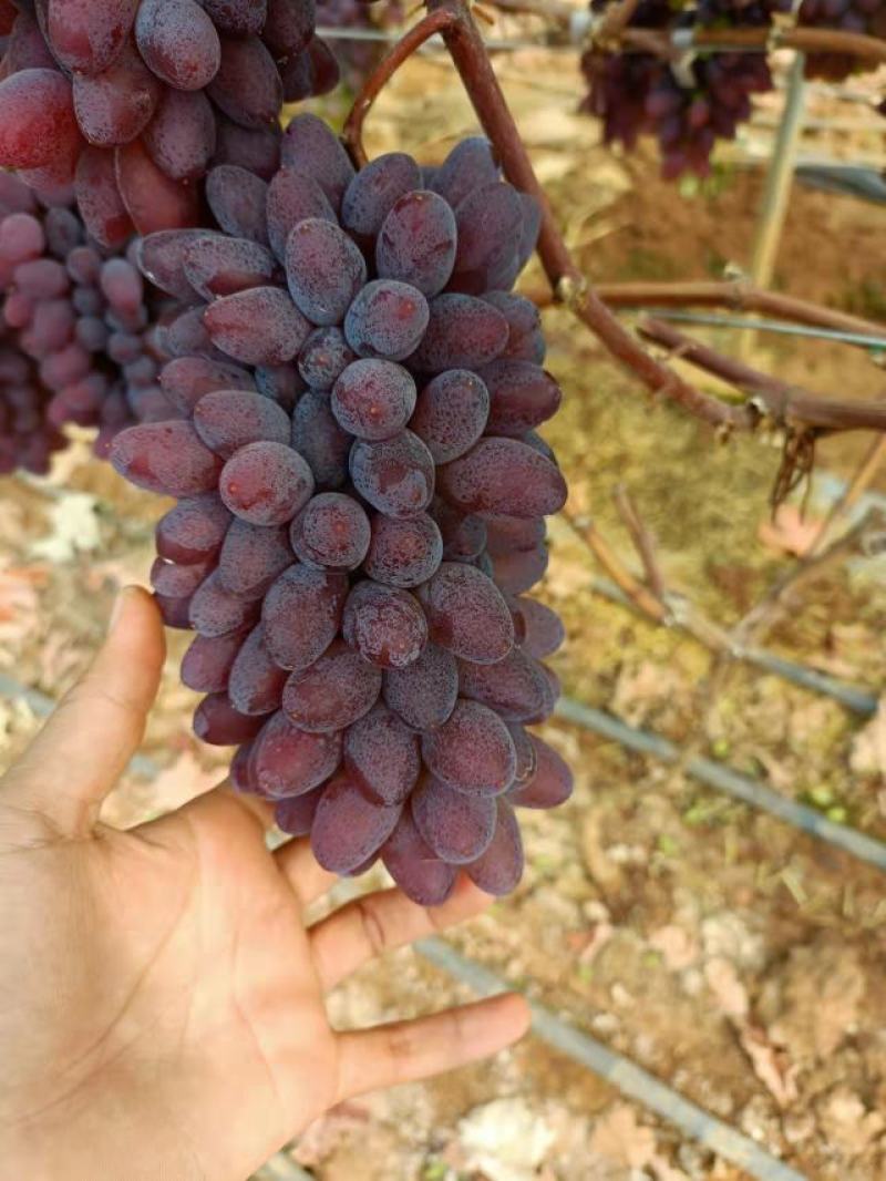 云南茉莉香大量有货产地一手货源价格实惠质量保证