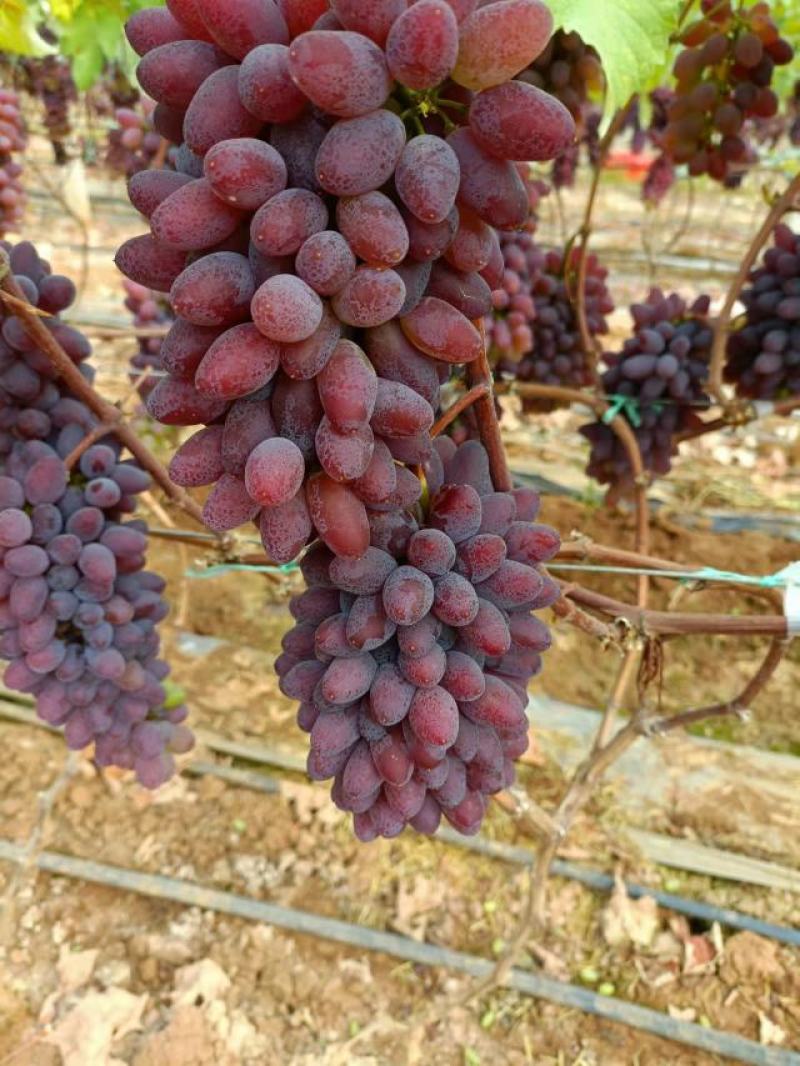 云南茉莉香大量有货产地一手货源价格实惠质量保证