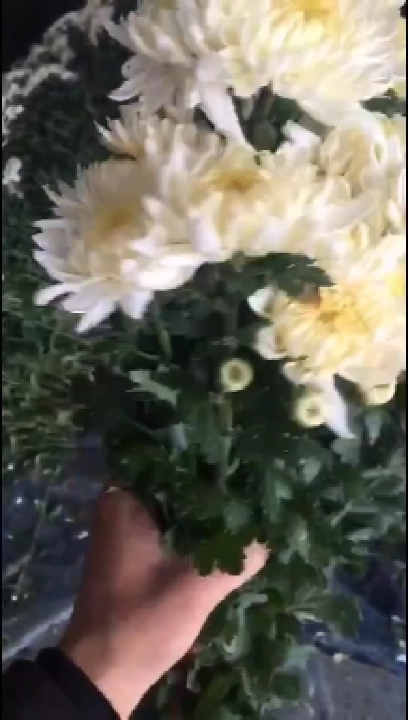 精品白菊产地直销
