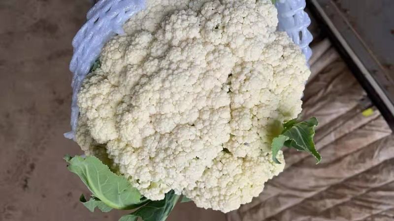 郯城散花青梗散花，颜色好