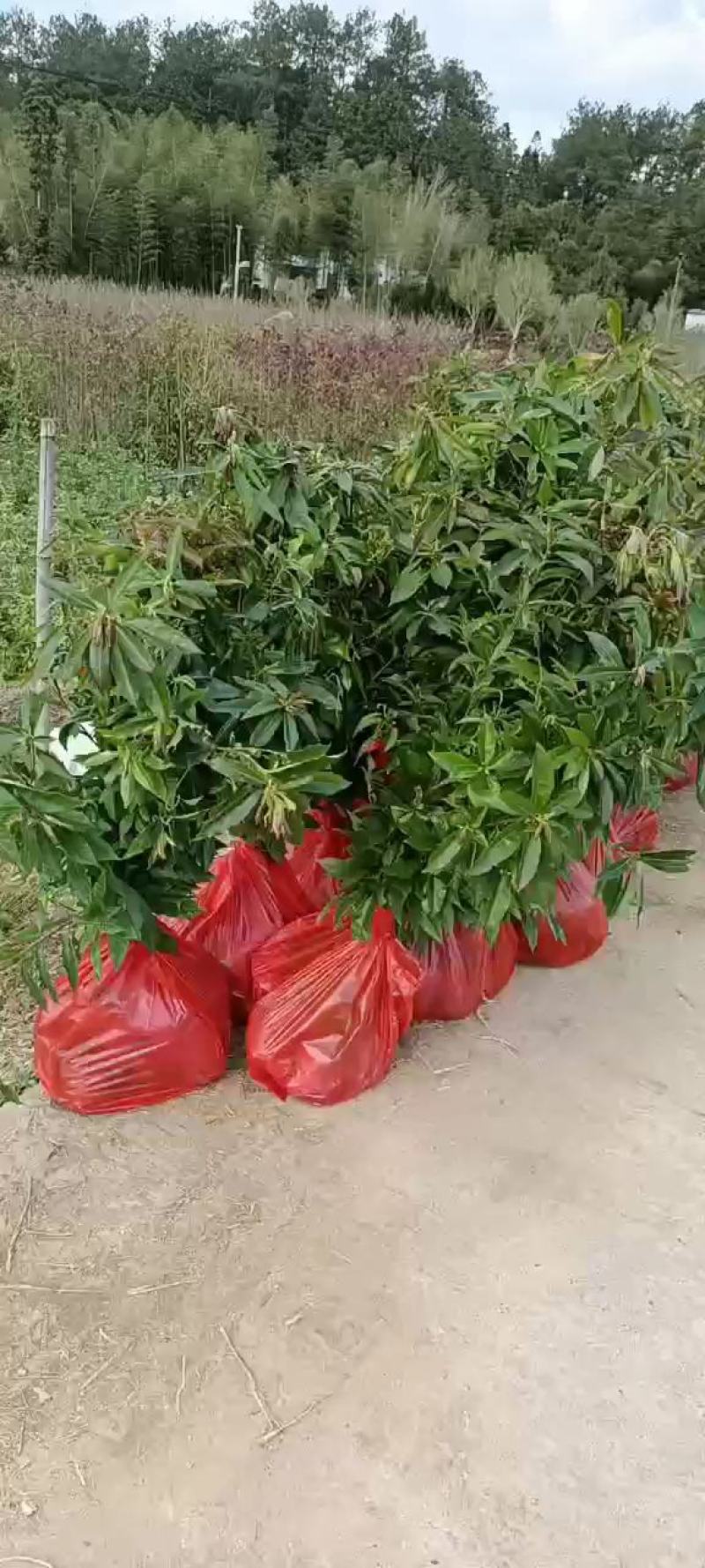 福建木荷种植批发基地，欢迎新老客户来实地考察。