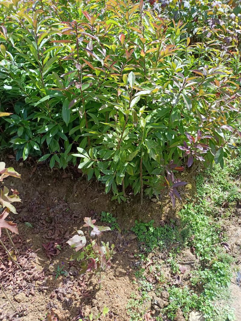 福建木荷种植批发基地，欢迎新老客户来实地考察。