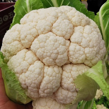 陕西花菜菜花实花花菜汉中菜花货量充足品质保证