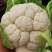 陕西花菜菜花实花花菜汉中菜花货量充足品质保证