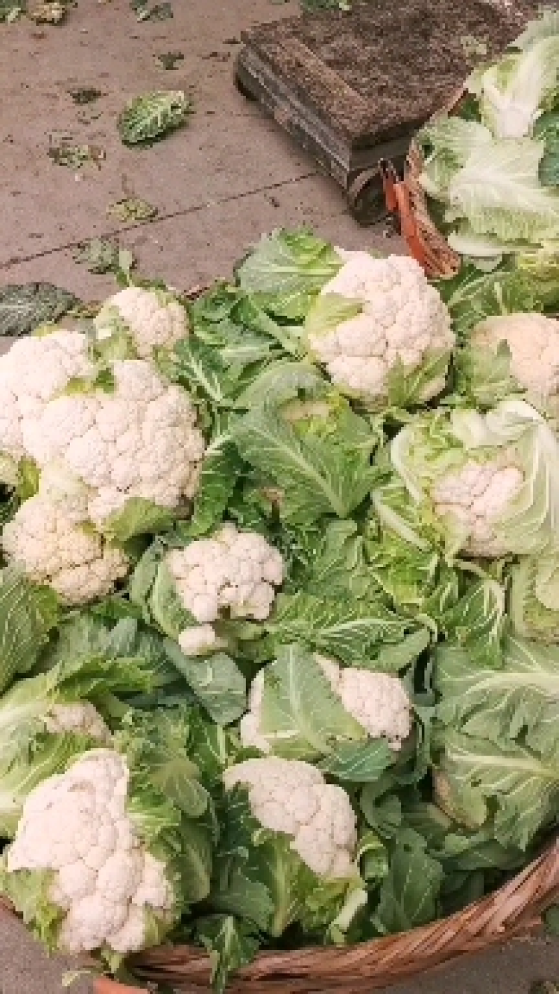陕西花菜菜花实花花菜汉中菜花货量充足品质保证