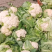 陕西花菜菜花实花花菜汉中菜花货量充足品质保证