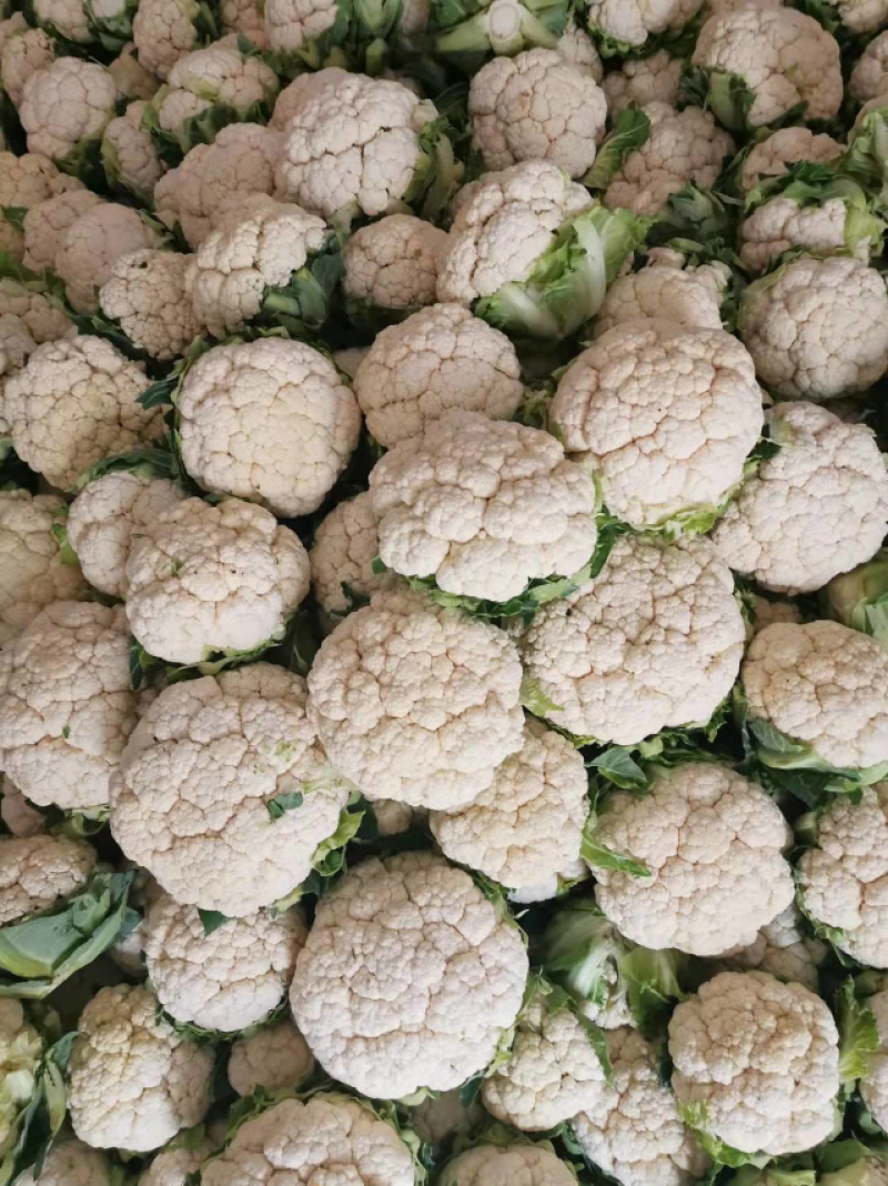 陕西花菜菜花实花花菜汉中菜花货量充足品质保证