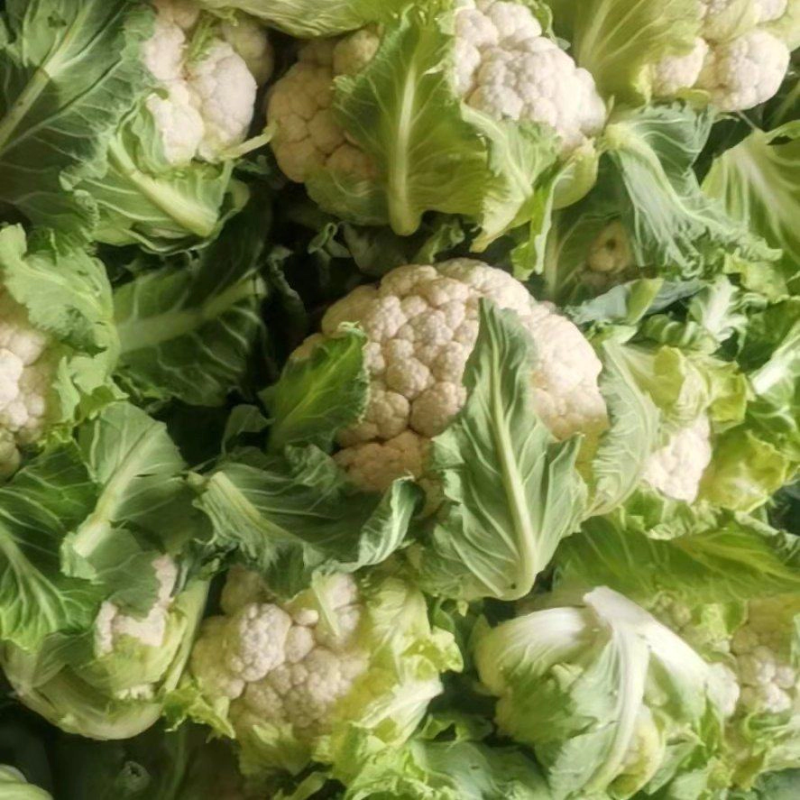 陕西花菜菜花实花花菜汉中菜花货量充足品质保证