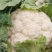 陕西花菜菜花实花花菜汉中菜花货量充足品质保证