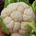 陕西花菜菜花实花花菜汉中菜花货量充足品质保证