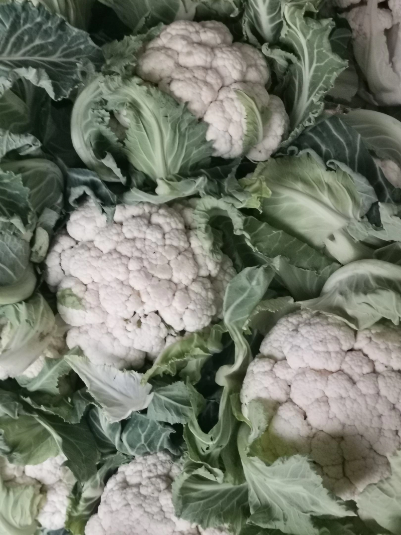 陕西花菜菜花实花花菜汉中菜花货量充足品质保证