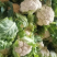 陕西花菜菜花实花花菜汉中菜花货量充足品质保证
