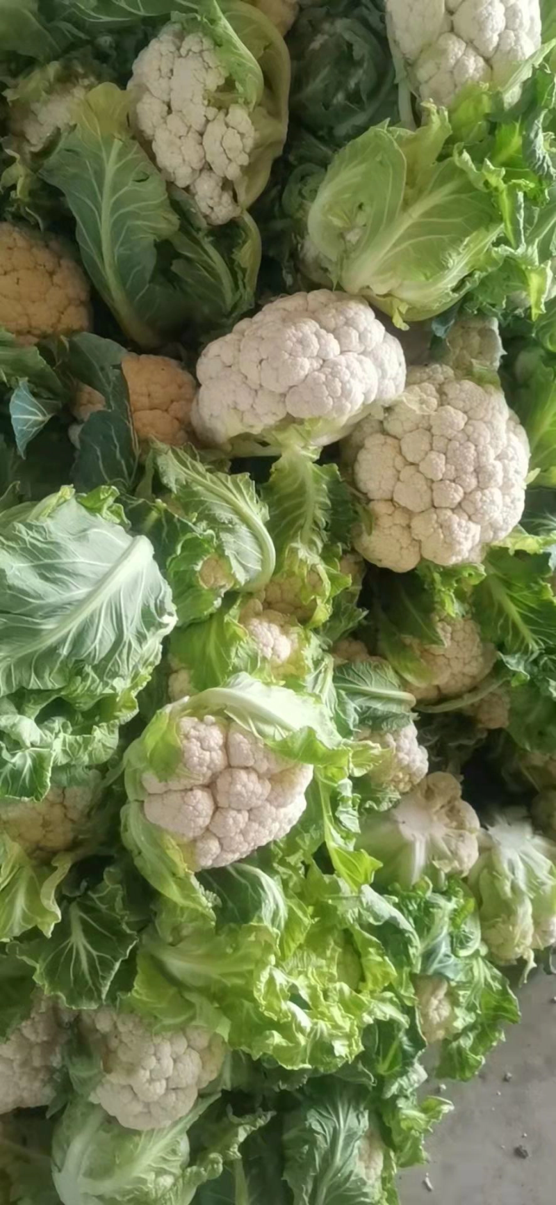 陕西花菜菜花实花花菜汉中菜花货量充足品质保证