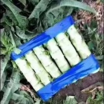 台州精品红叶香莴苣现砍现发产区直供青皮莴笋