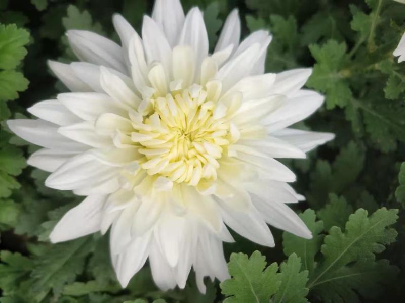精品白菊花量大优惠大
