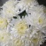 精品白菊花量大优惠大