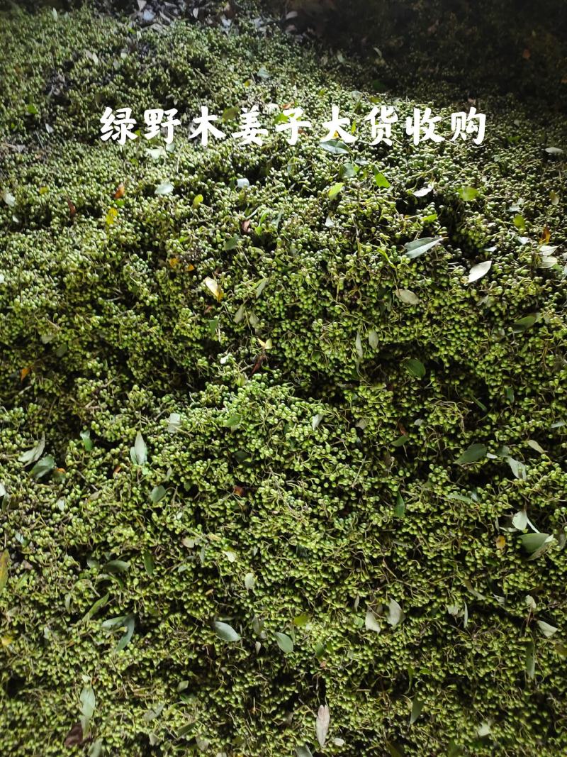 木姜子苗高产品种一手货源产地批发优质药材种苗顺丰包邮