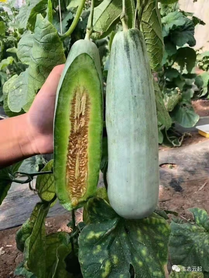 博洋6191羊角蜜。啦啦啦好好好