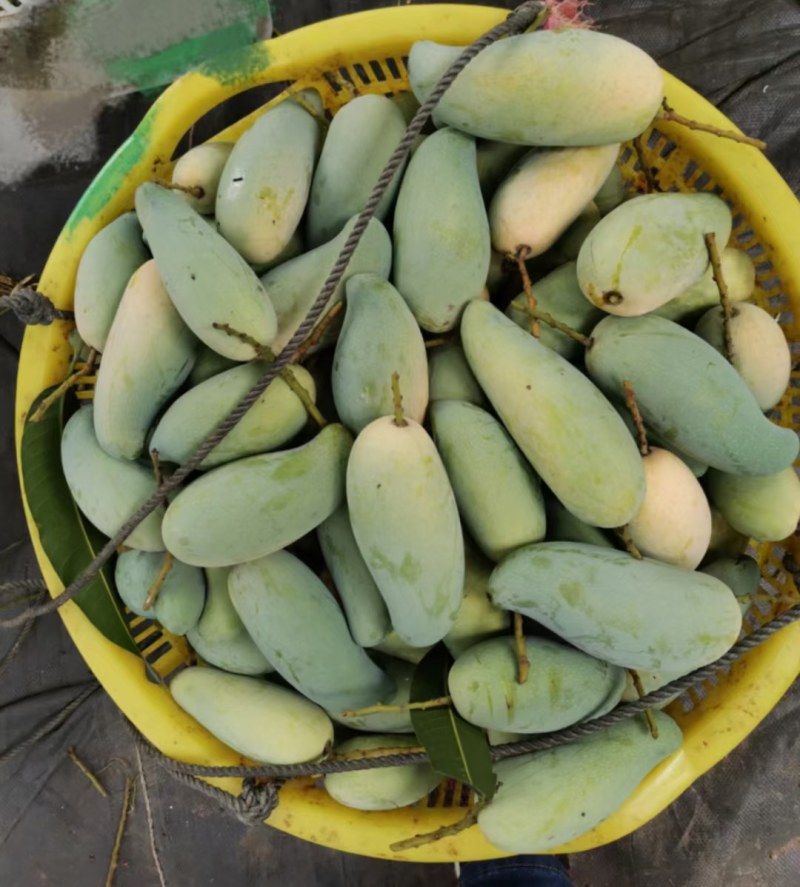 优质农产品芒果，产地一手果。