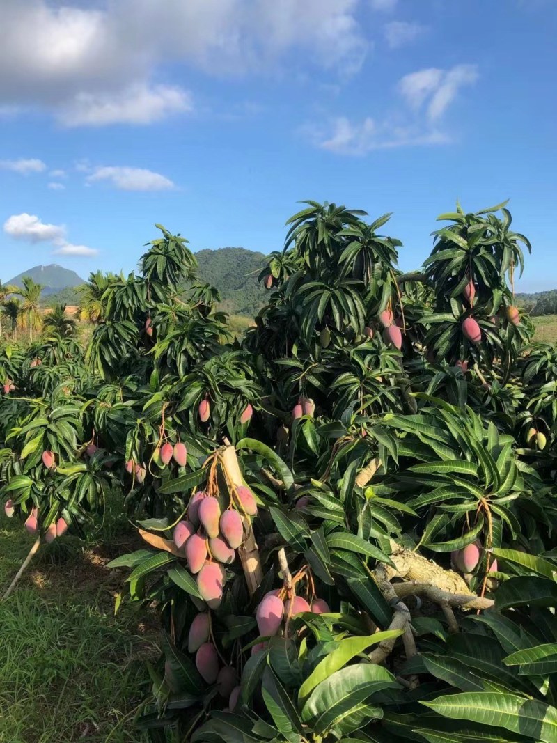 优质农产品芒果，产地一手果。