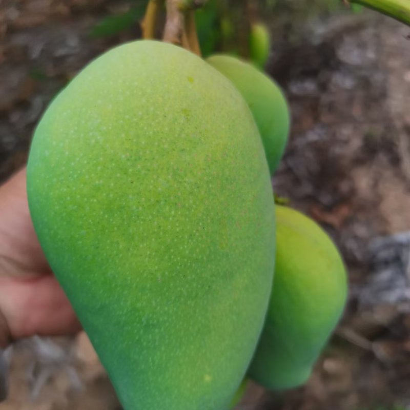 优质农产品芒果，产地一手果。