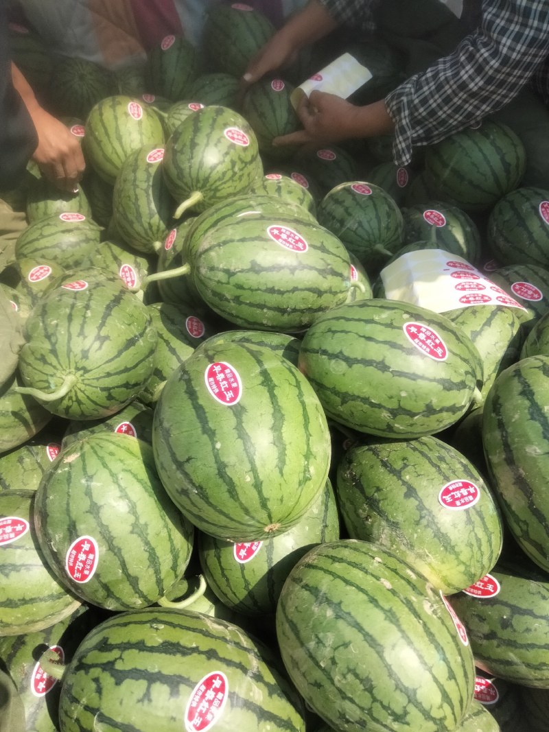 小糖丸，2K，4K，早春红玉，货源充足，质量**，