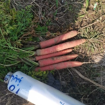 【精品】大荔沙土地，红萝卜，带影子萝卜，可大量供货，随到随装