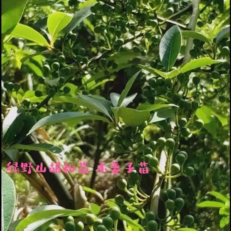 山胡椒新鲜木姜子山仓子现摘现发大量供应量大价优