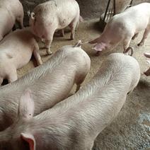 常年供应仔猪精品标猪和大肥猪。