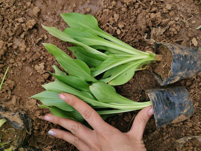 精品紫花玉簪、杯苗玉簪苗圃直发，需要的老板询价，价格低