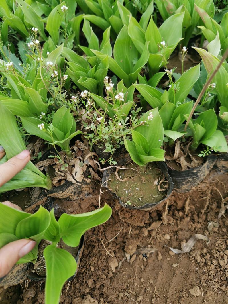 精品紫花玉簪、杯苗玉簪苗圃直发，需要的老板询价，价格低