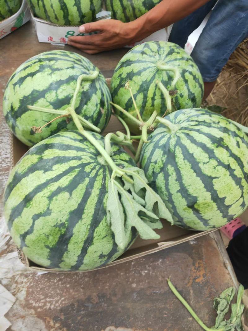 开封精品美都西瓜大量上市货源充足诚信经营，产地供货