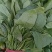 大叶小叶全部菠菜各种蔬菜价格便宜欢迎各位老板来