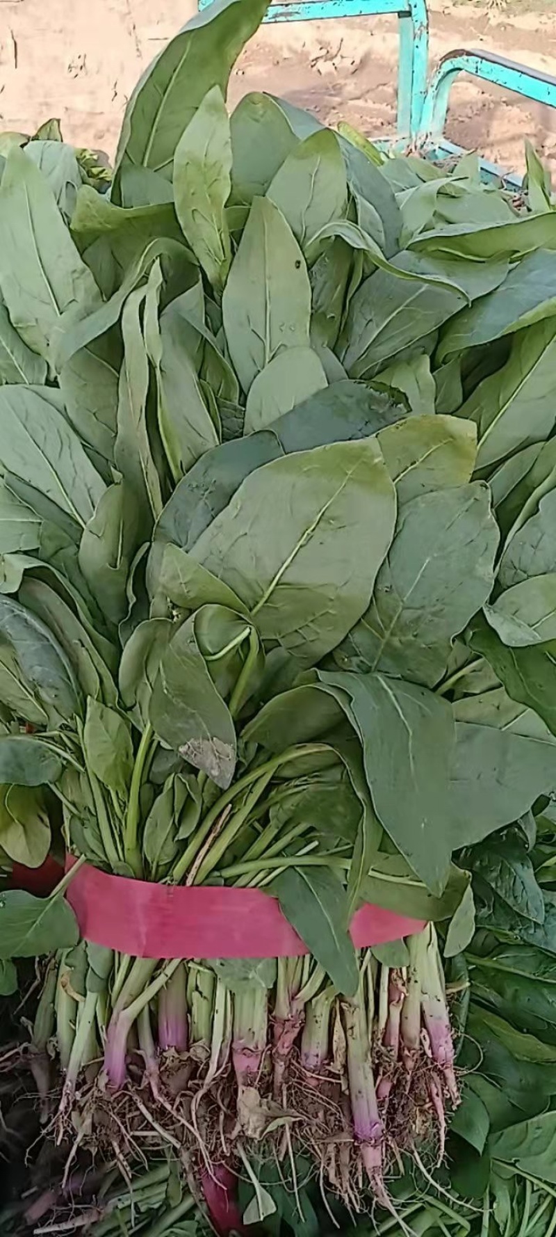 大叶小叶全部菠菜各种蔬菜价格便宜欢迎各位老板来