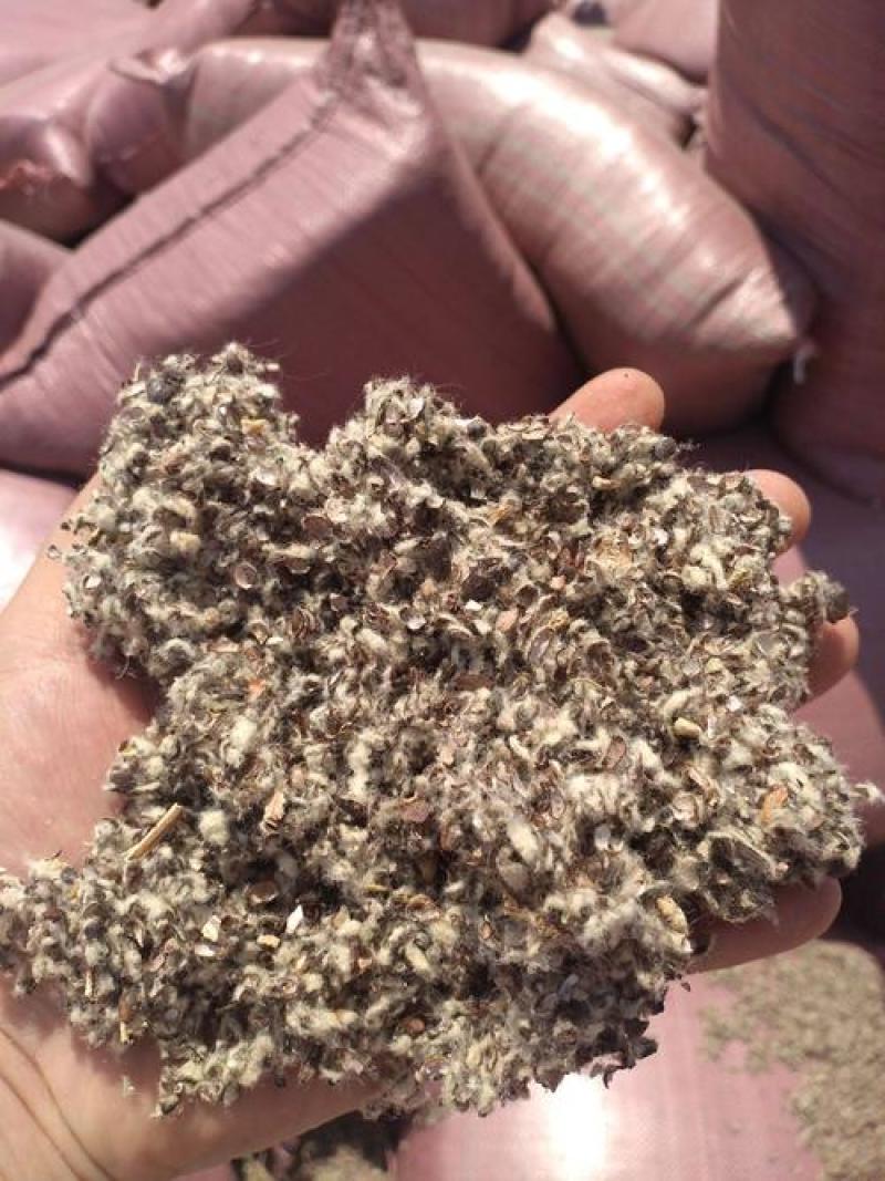 供应棉仔壳新疆棉壳，河北棉壳食用菌棉壳