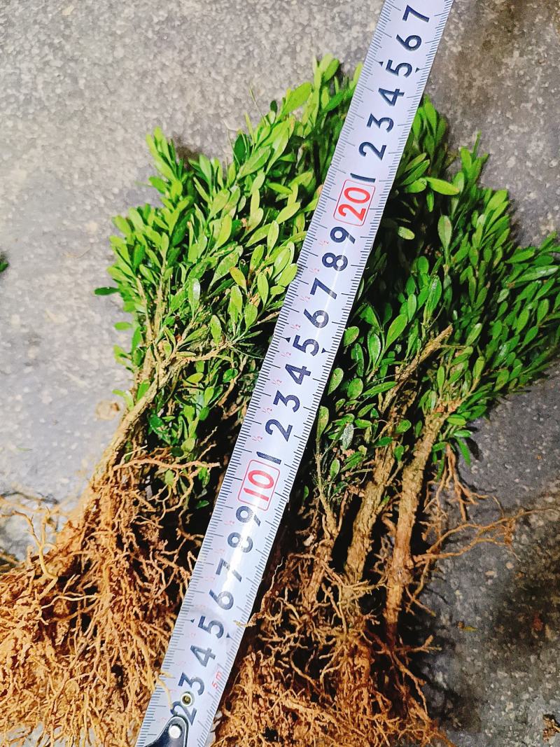 广东雀舌皱皮黄杨，软枝柔枝黄杨，产地广东揭阳