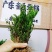 广东雀舌皱皮黄杨，软枝柔枝黄杨，产地广东揭阳