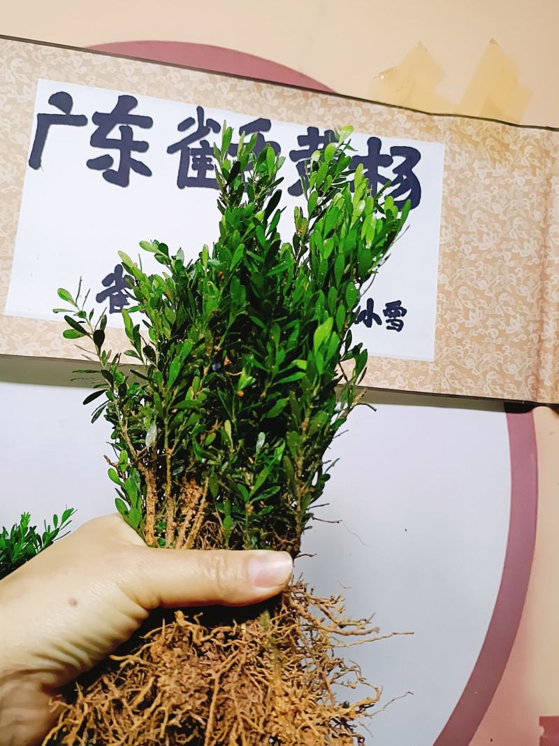 广东雀舌皱皮黄杨，软枝柔枝黄杨，产地广东揭阳
