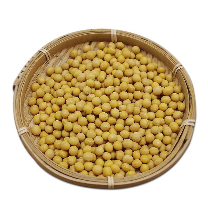 芽豆现货供应珍珠黄豆芽豆豆芽豆芽黄豆袋装79斤