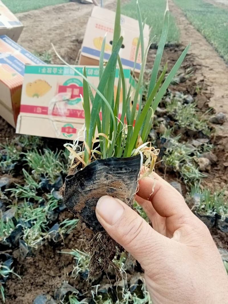 多芽马兰各类花卉苗木，价格随时波动，需要的老板询价