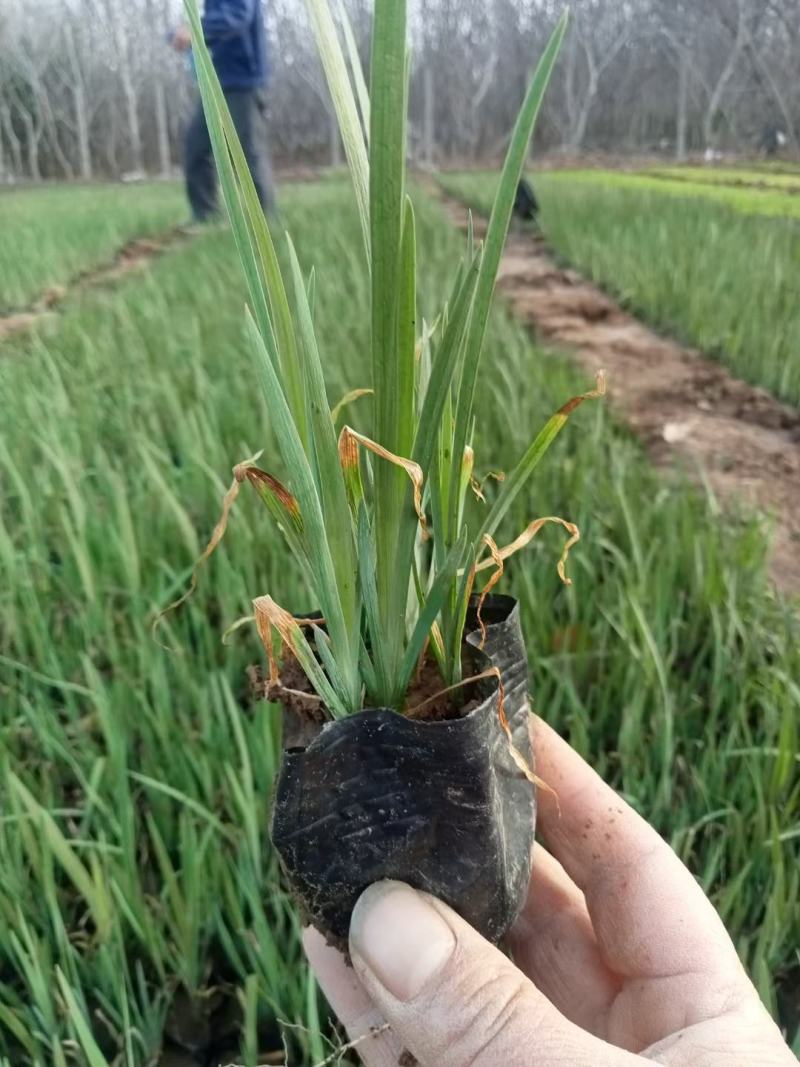 多芽马兰各类花卉苗木，价格随时波动，需要的老板询价