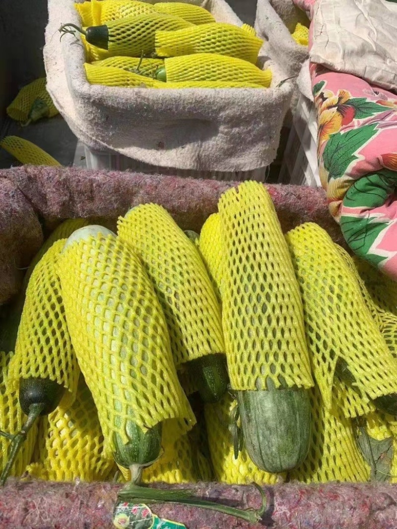 博洋6191羊角蜜。啦啦啦好好好