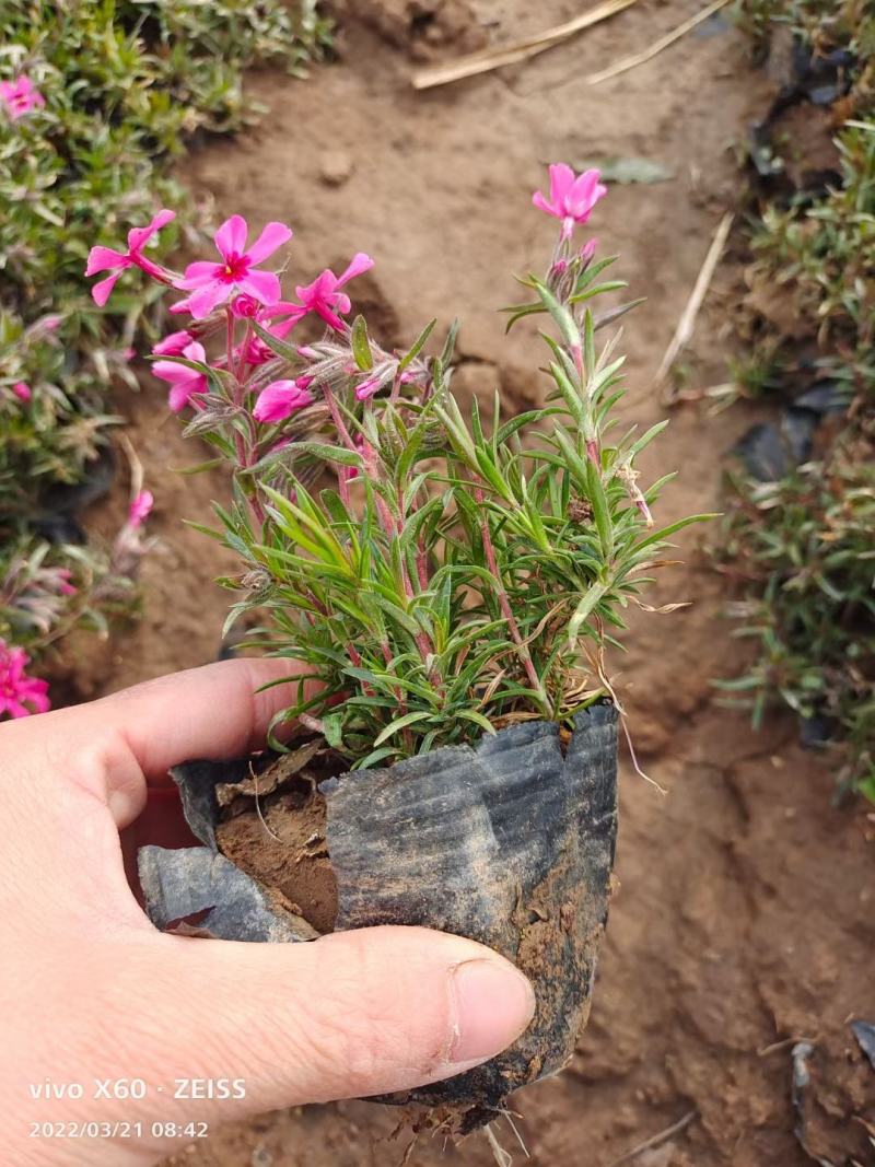 福禄考粉色玫红白色苗圃量大多色，欢迎需要的老板询