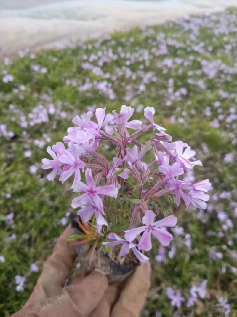 福禄考粉色玫红白色苗圃量大多色，欢迎需要的老板询