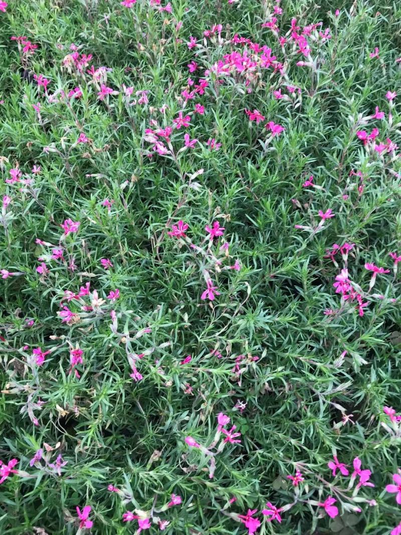 福禄考粉色玫红白色苗圃量大多色，欢迎需要的老板询